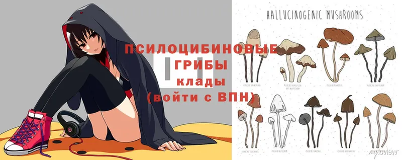 Псилоцибиновые грибы Cubensis  кракен вход  Бежецк 